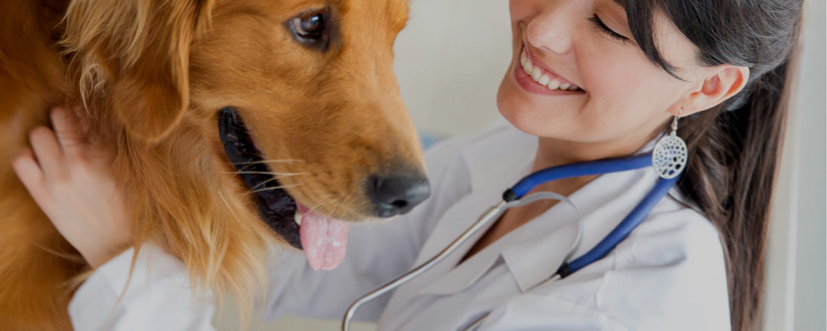 Veterinary Doctor