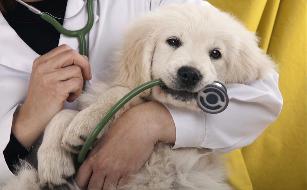 Featured image for “Established Veterinary Clinic for Sale”