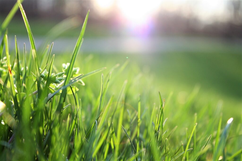 Image of grass for lawn businesses for sale page 